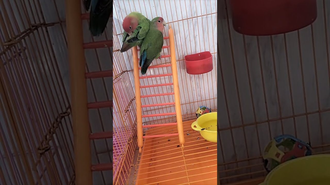 African Love Birds🐥 is live!