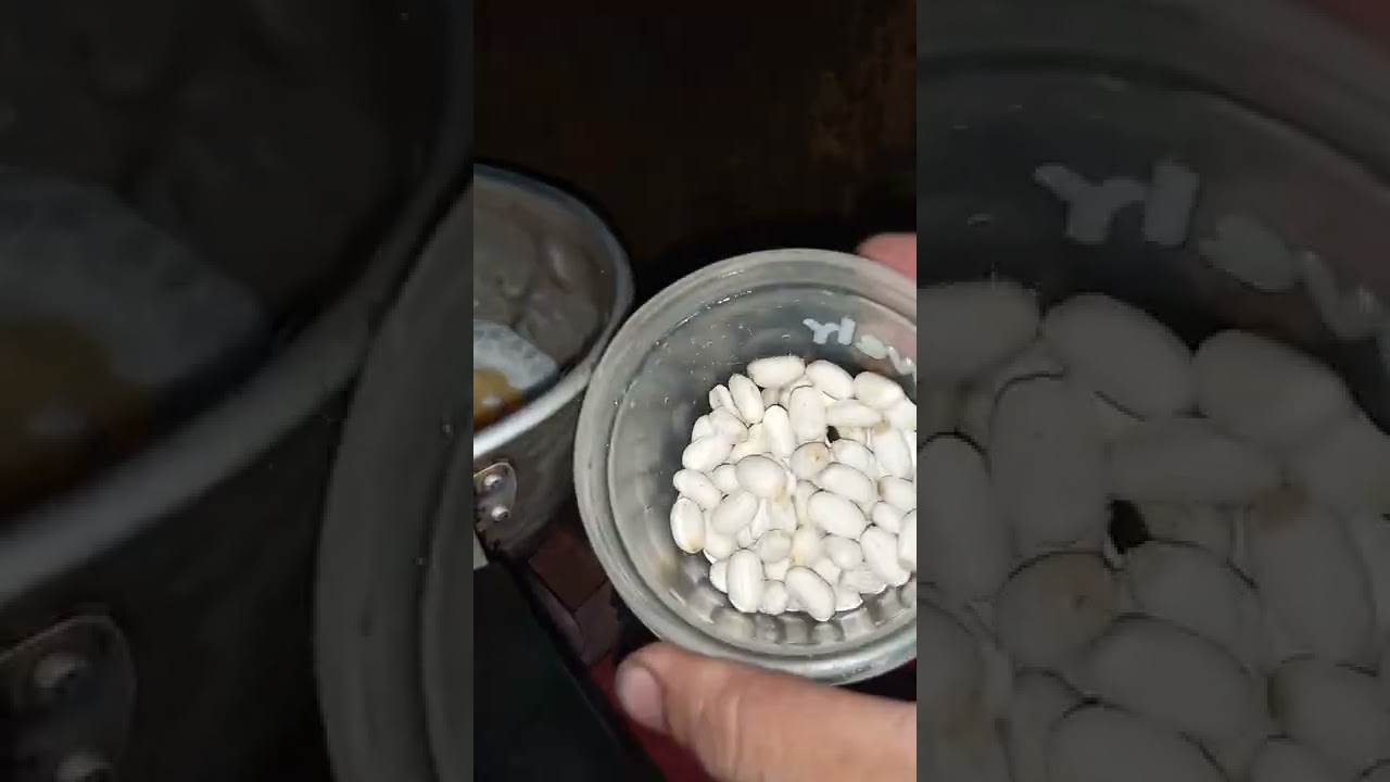 umpan biji jarak untuk bawal babon gak bakal bagong