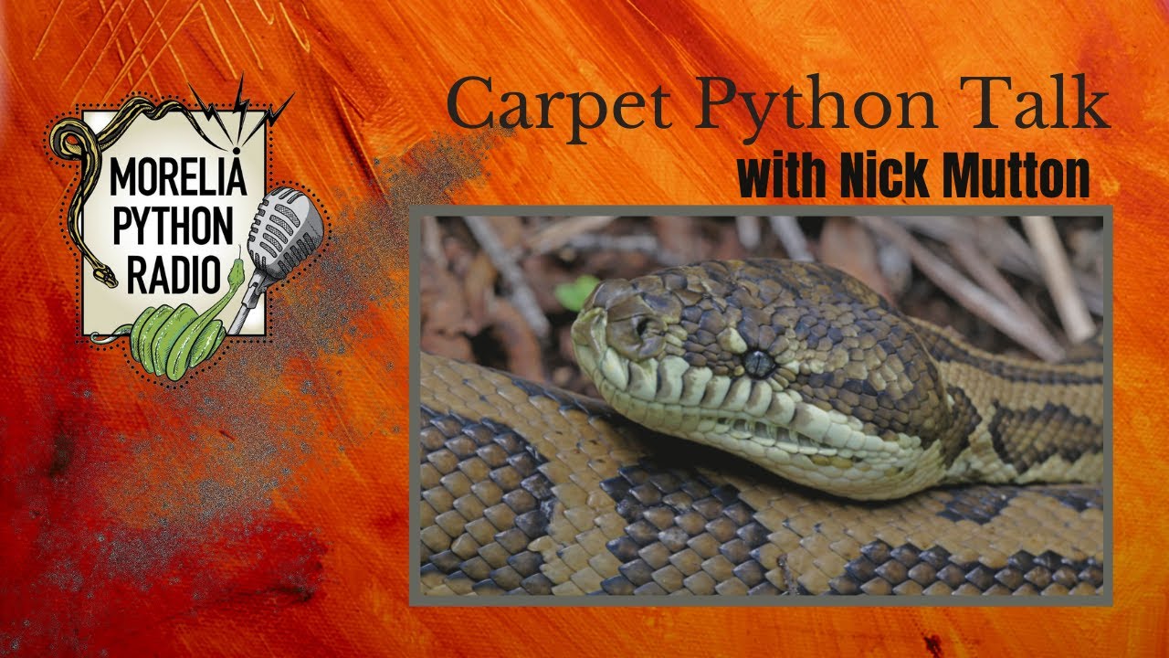 Carpet Python talk w/ Nick Mutton of Inland Reptiles
