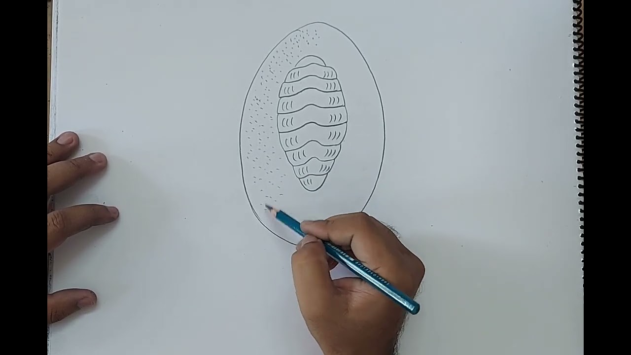 how to draw chiton