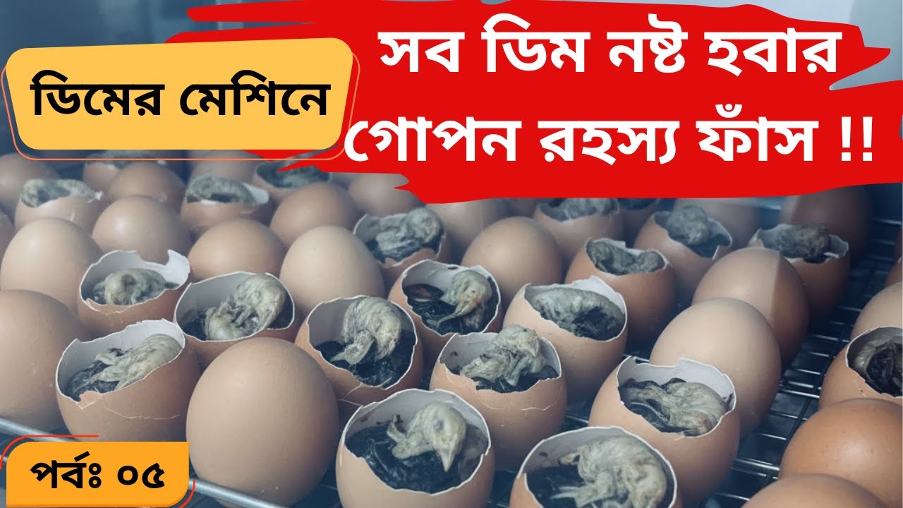 ডিমের মেশিনে বাচ্চা মারা যাওয়ার কারণ ও সমাধান|ইনকিউবেটর, হাঁস মুরগির বাচ্চা ফোটানোর মেশিন, incubator