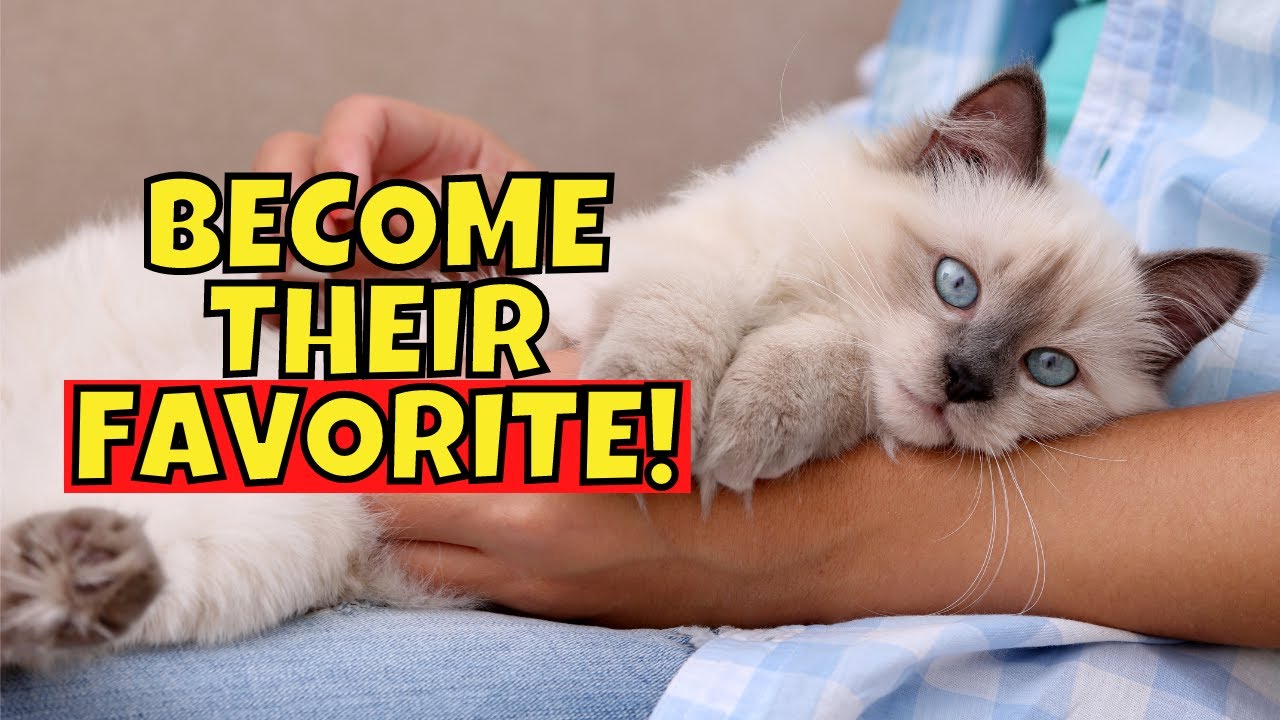 How Cats Choose Their Favorite Person