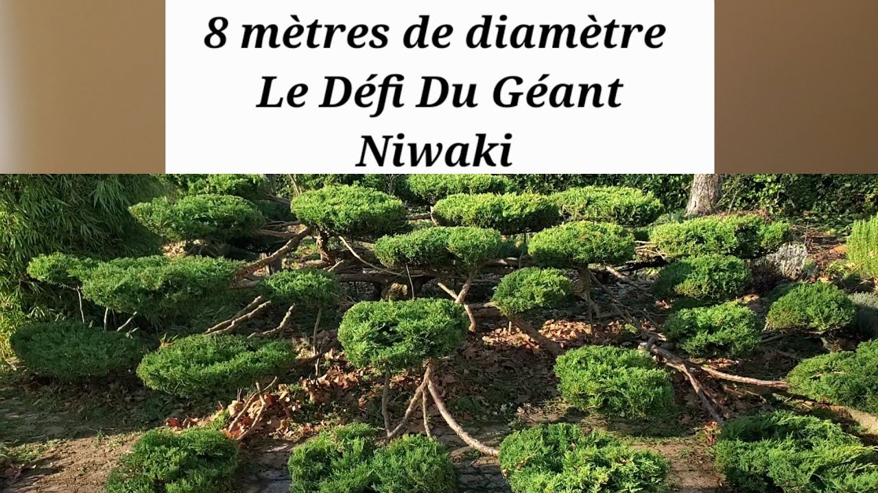 Taille en nuages : Vieux rampant devient Niwaki