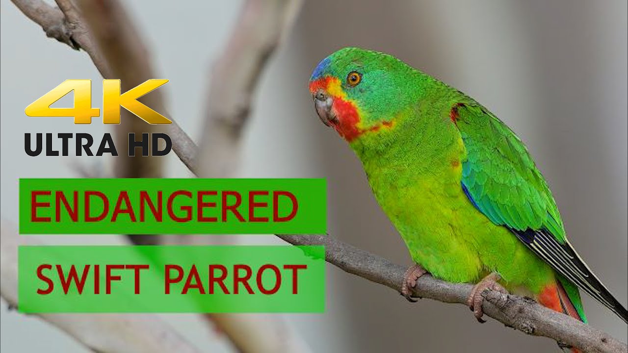 ENDANGERED SWIFT PARROTS. Short Film  documenting these stunning Parrots. Filmed Tasmania 2020. ABM.