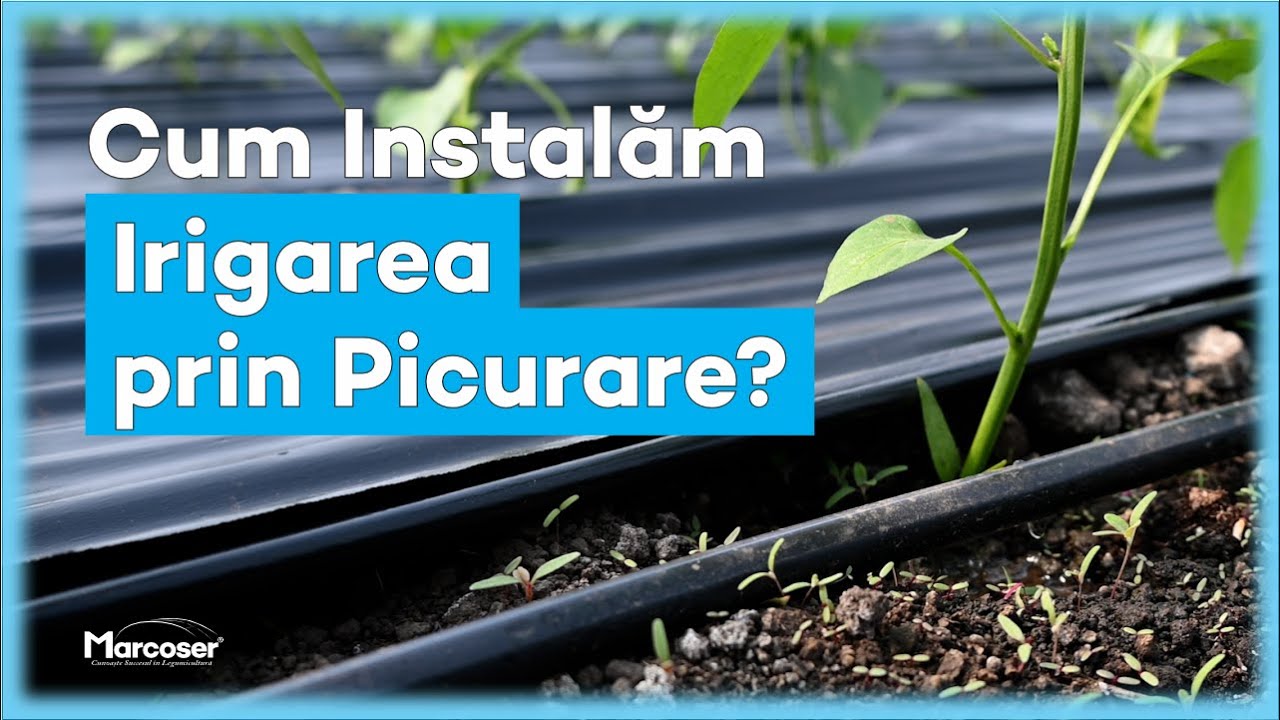 💧 Cum Instalăm Irigarea prin Picurare cu Bandă sau Tub? - Tutorial Marcoser