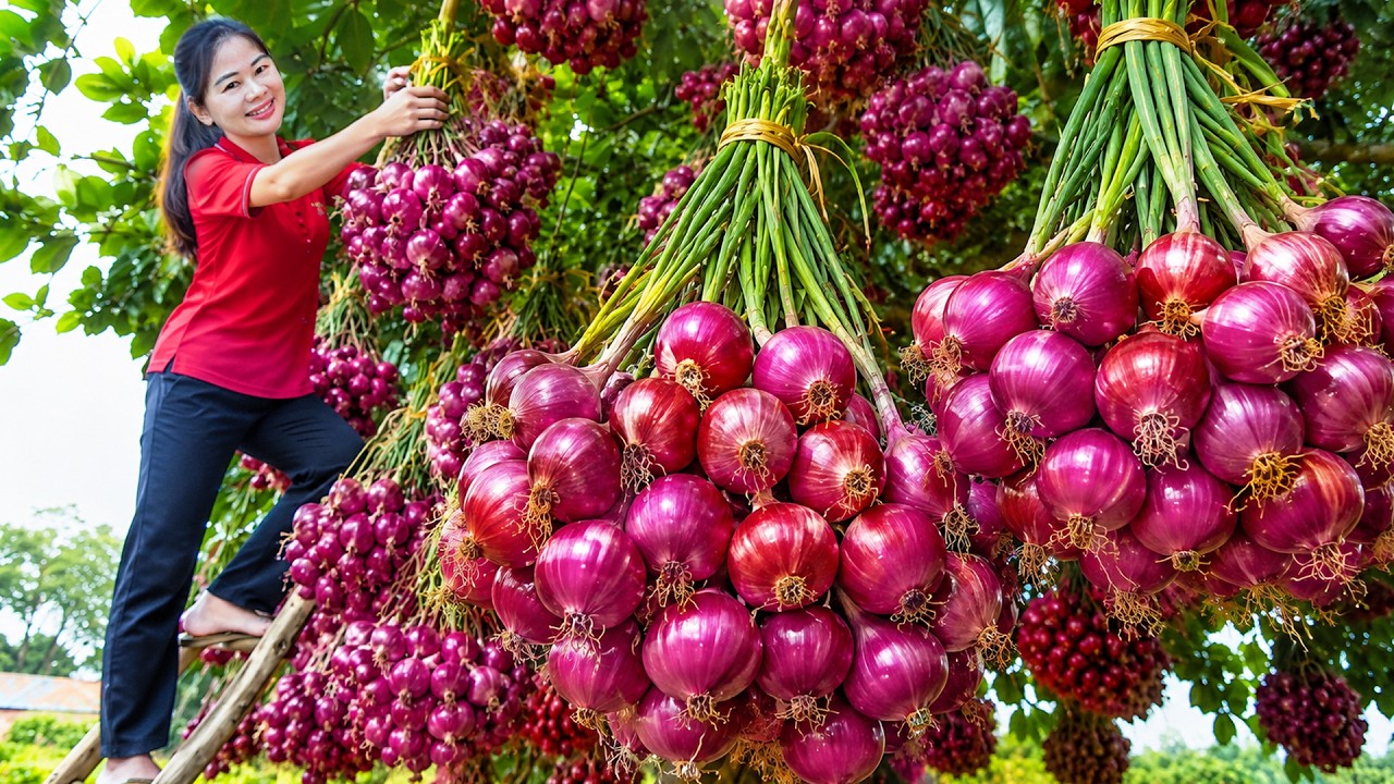 REWIND TIMELAPSE - 8 Days Harvesting A Lot Of Onions | Harvesting and Survival In The Mountain