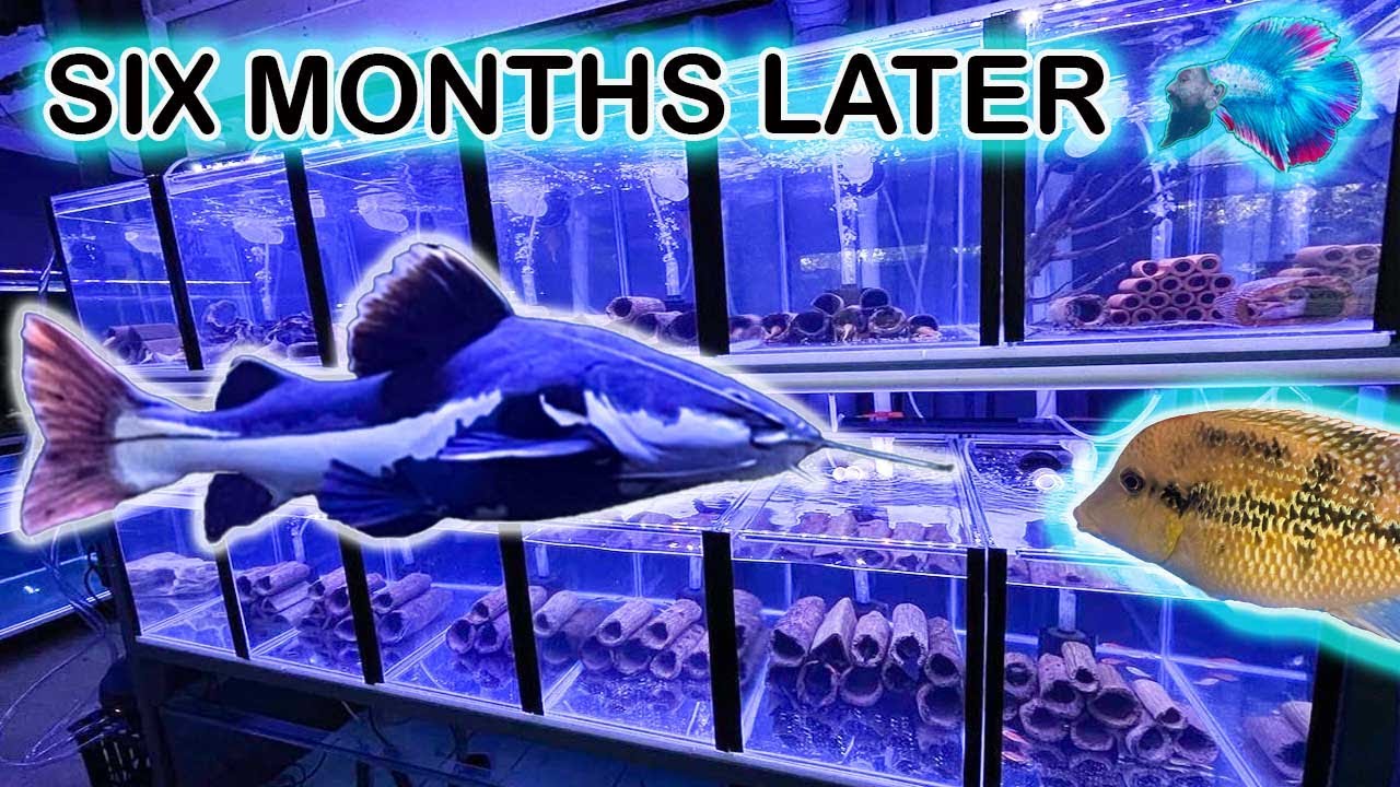 * FISH ROOM BUILD UPDATE * L Number Plecos / Corydoras /  RTC