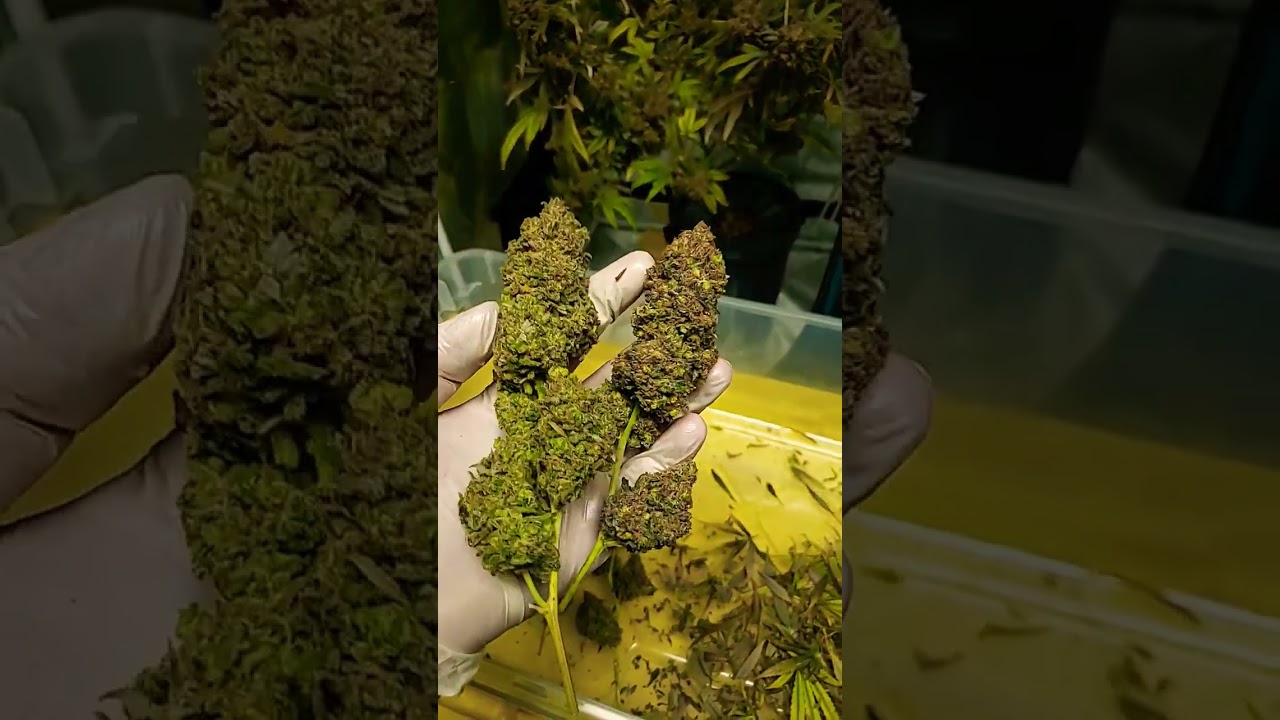 Wet trimming the six Vanilla Kush clones. These nuggets are so dense! #MarsHydro #TS1000