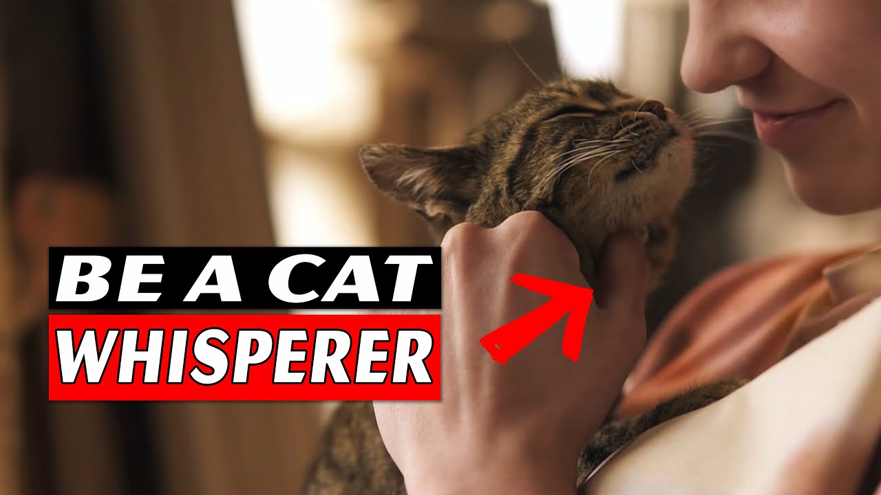 What Happens When You Meow Back?