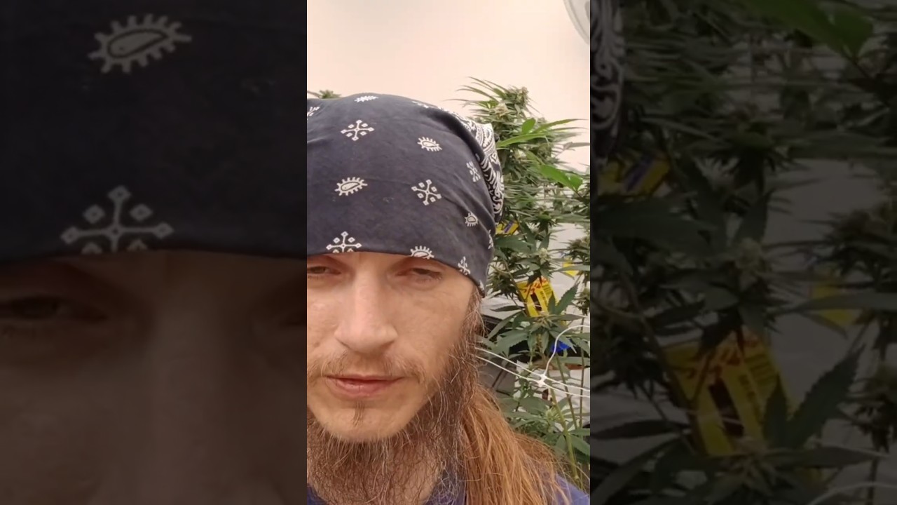 POWDERY MILDEW DEFEATED Bad River Fam Craft Commercial Cannabis Zero Pesticides Zero Oils