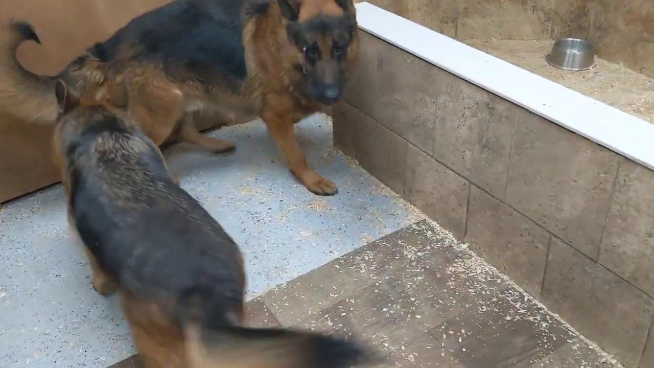 German Shepherd mom protects puppies from dad
