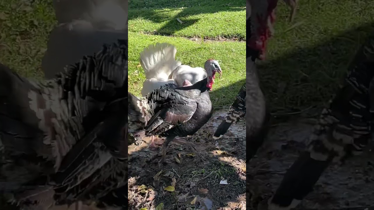 #animais
