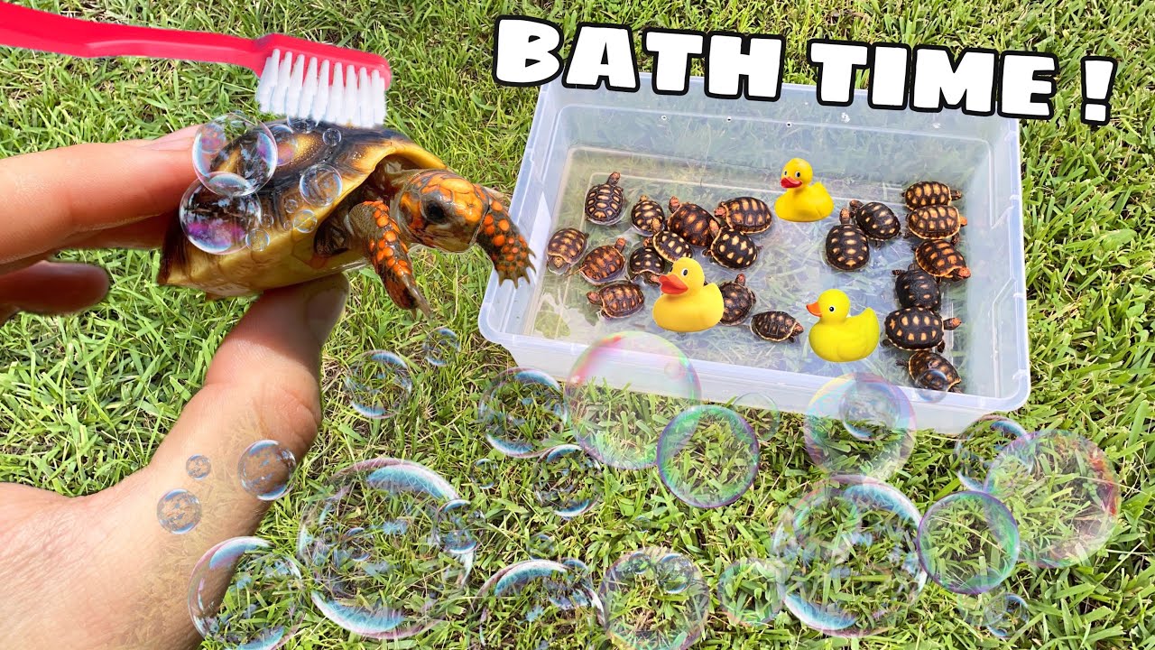 CUTE BABY TORTOISES GET THEIR FIRST BUBBLE BATH !