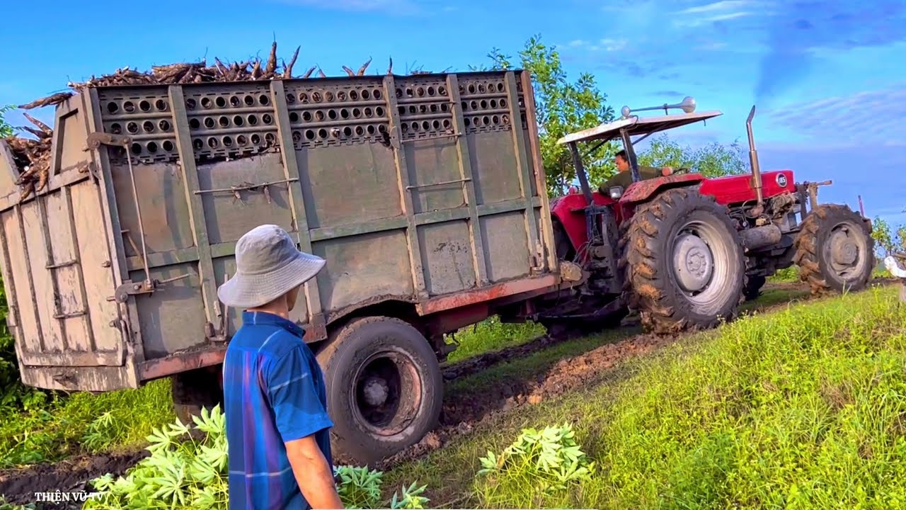 Máy Cày MF 185 Lên Cầu Trước Của 290 Rất Đẹp, Chở Củ Mì Lên Dốc Cao Quá Khó ở Tây Ninh, Thiện Vũ TV