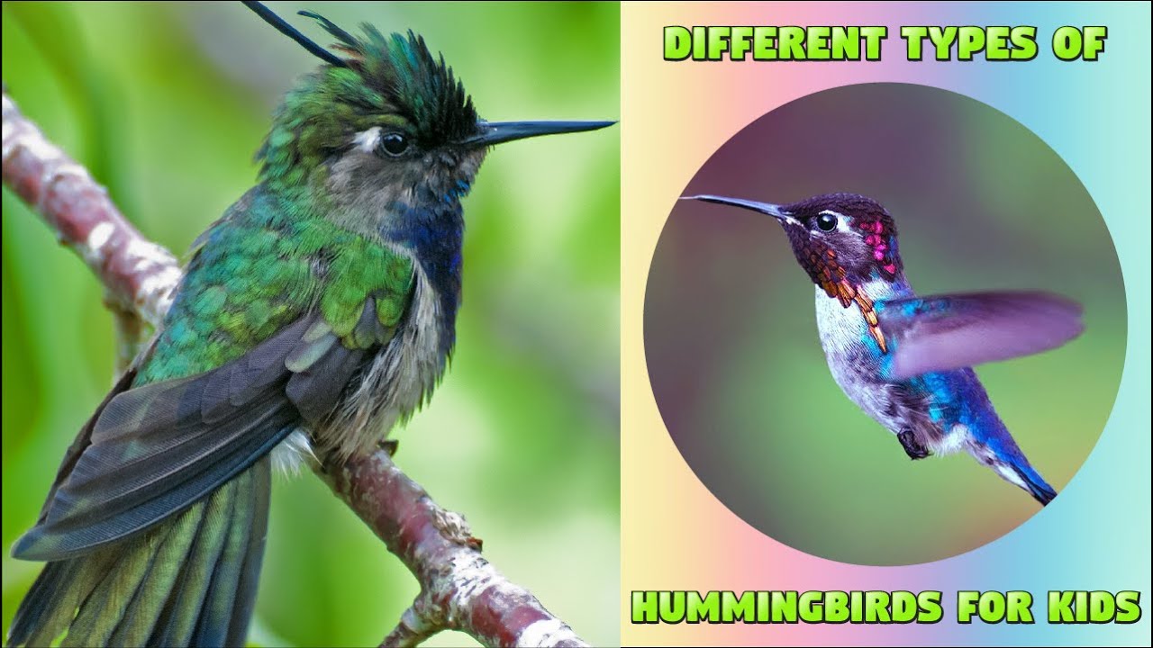 Different Breed of Hummingbirds - Exploring Hummingbirds for Kids and Preschoolers #kiddizoo