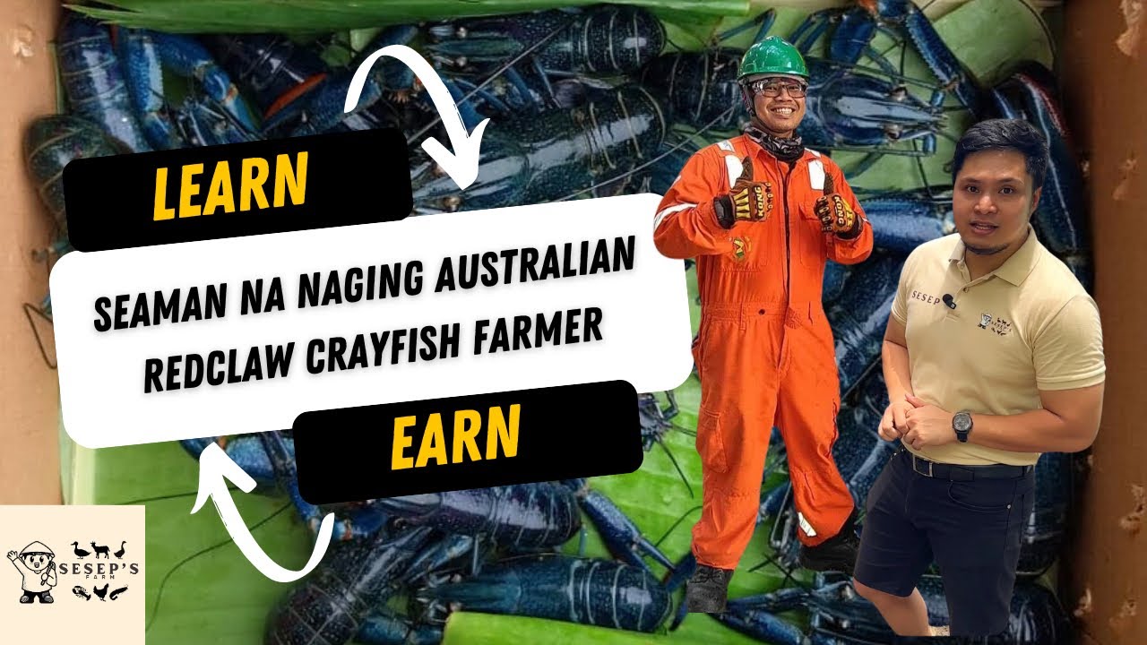 Australian Red Claw Crayfish Farming: SEAMAN NA NAGING ARC FARMER
