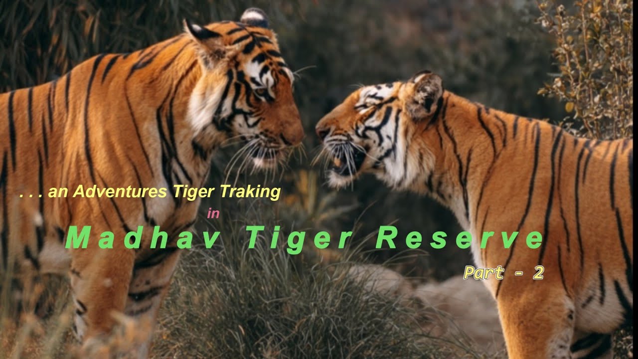 Madhav National Park Shivpuri | Madhav National Park announced Tiger Reserve