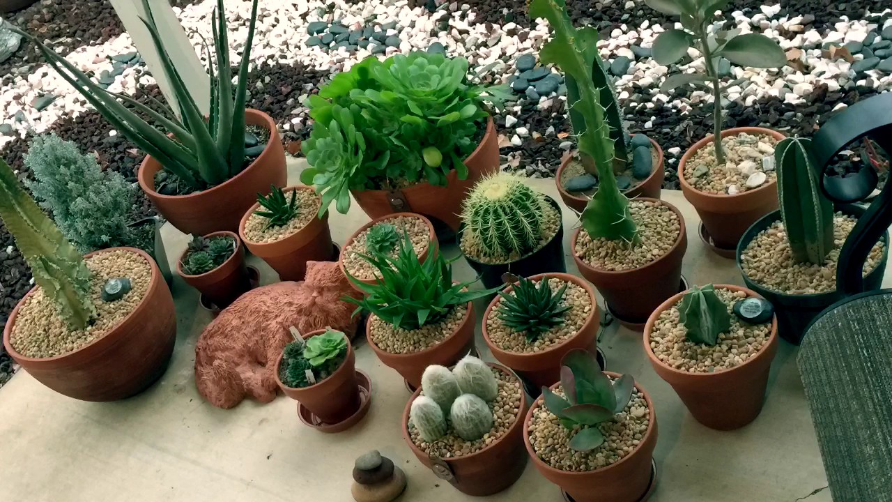 A tour of my succulents and cacti rock and pot garden.