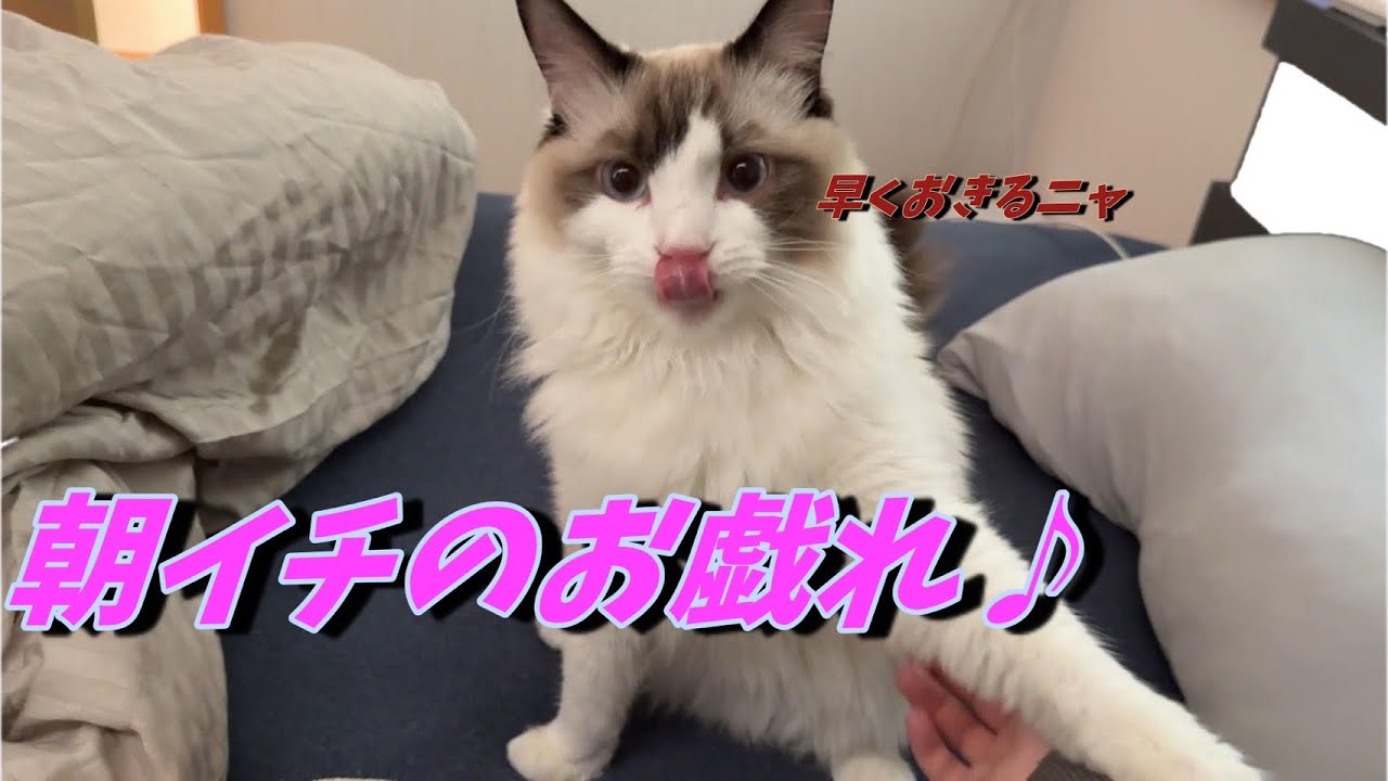 【早く布団から出なさい人間よ。】心の声が聞こえるおはようの儀式♪