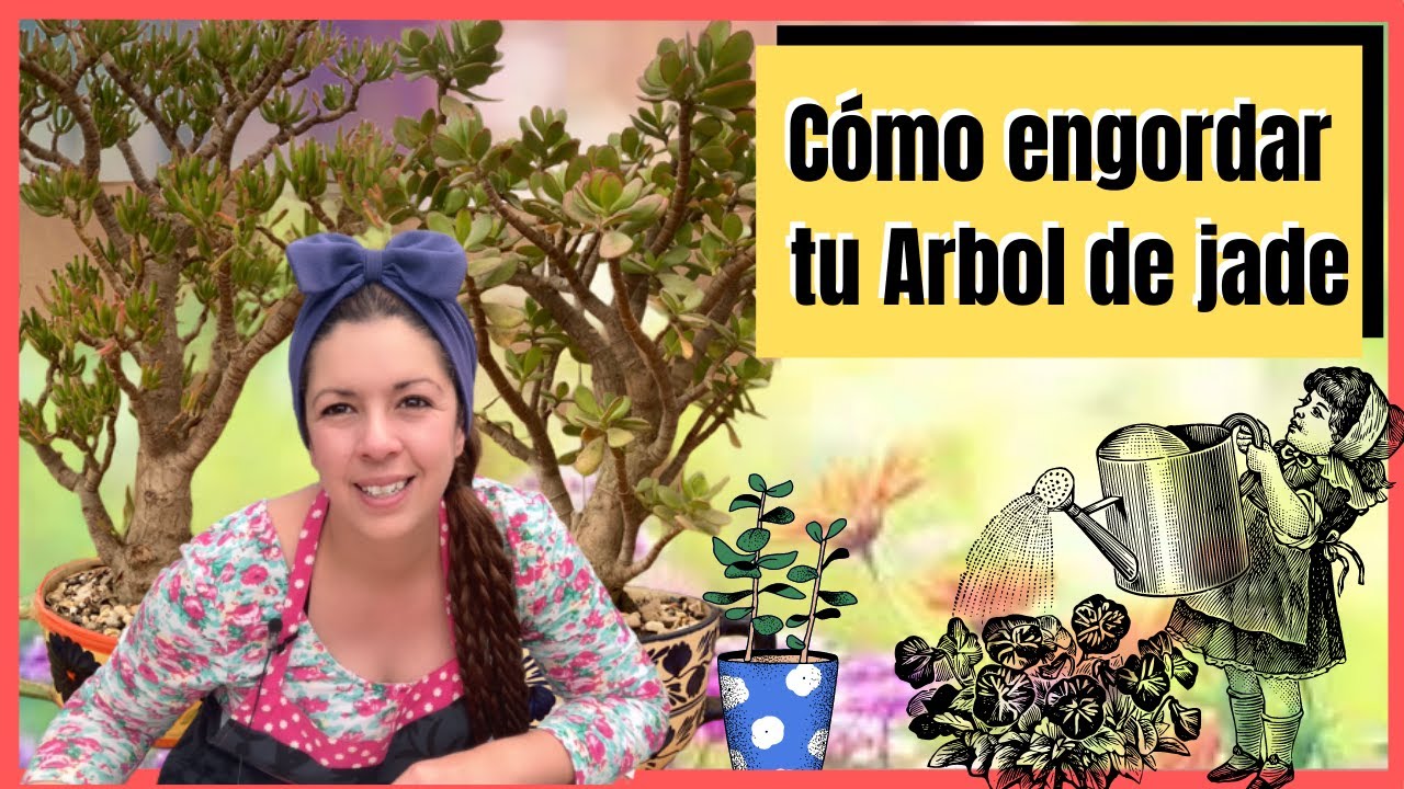 Tres variedades de árboles de Jade y como engordarles el tronco! ♥️♥️♥️
