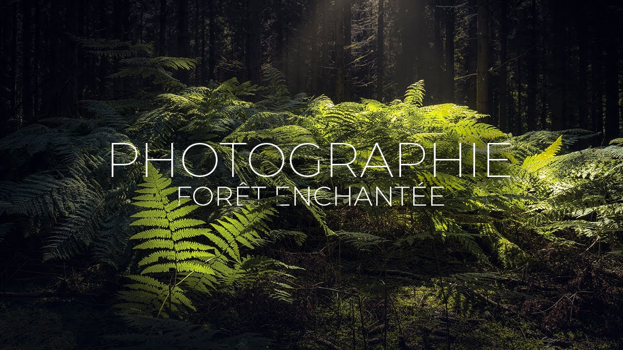 PHOTOGRAPHIE NATURE EN FOR&Ecirc;T - Je vous emm&egrave;ne dans 