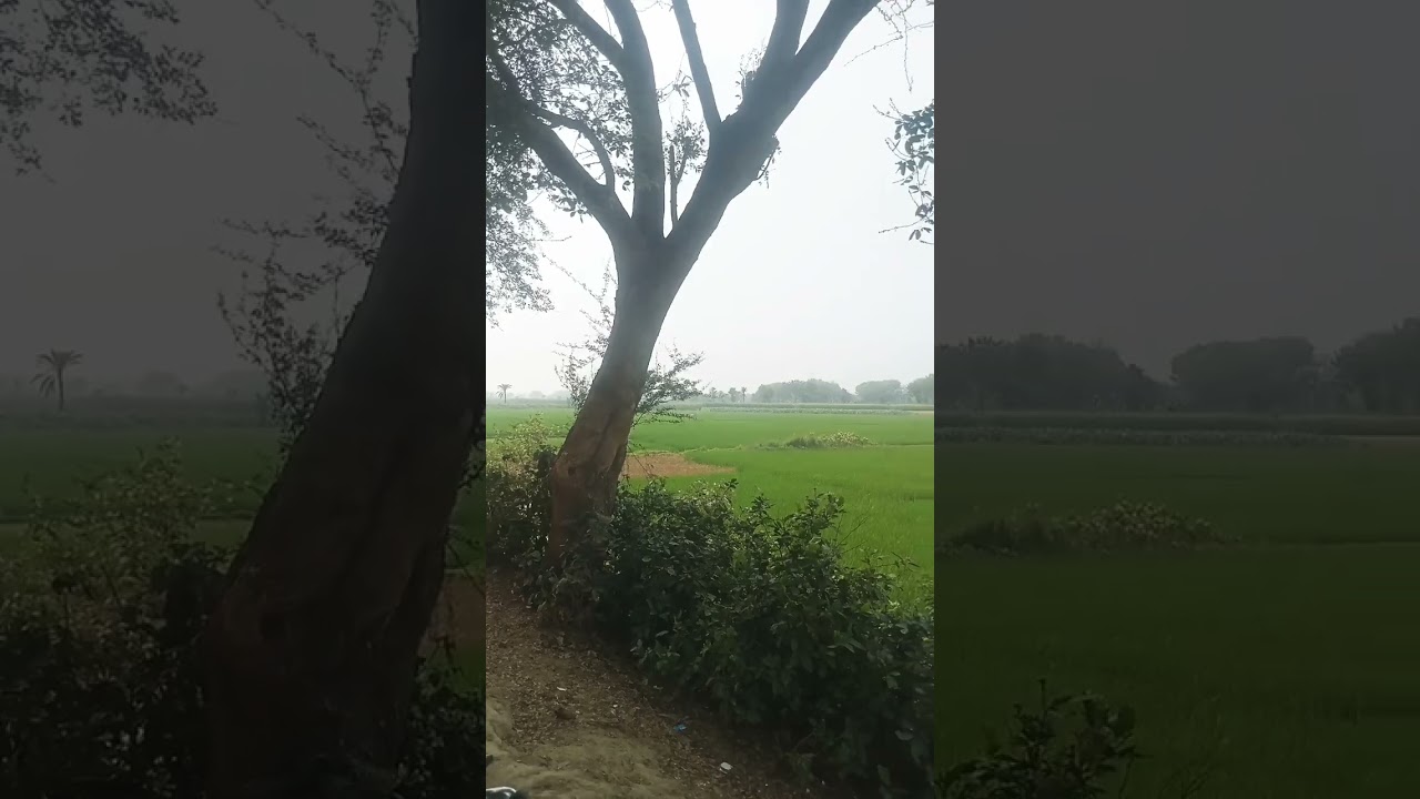 রাসূল নামের উসিলায় সৃষ্টি কতই না সুন্দর