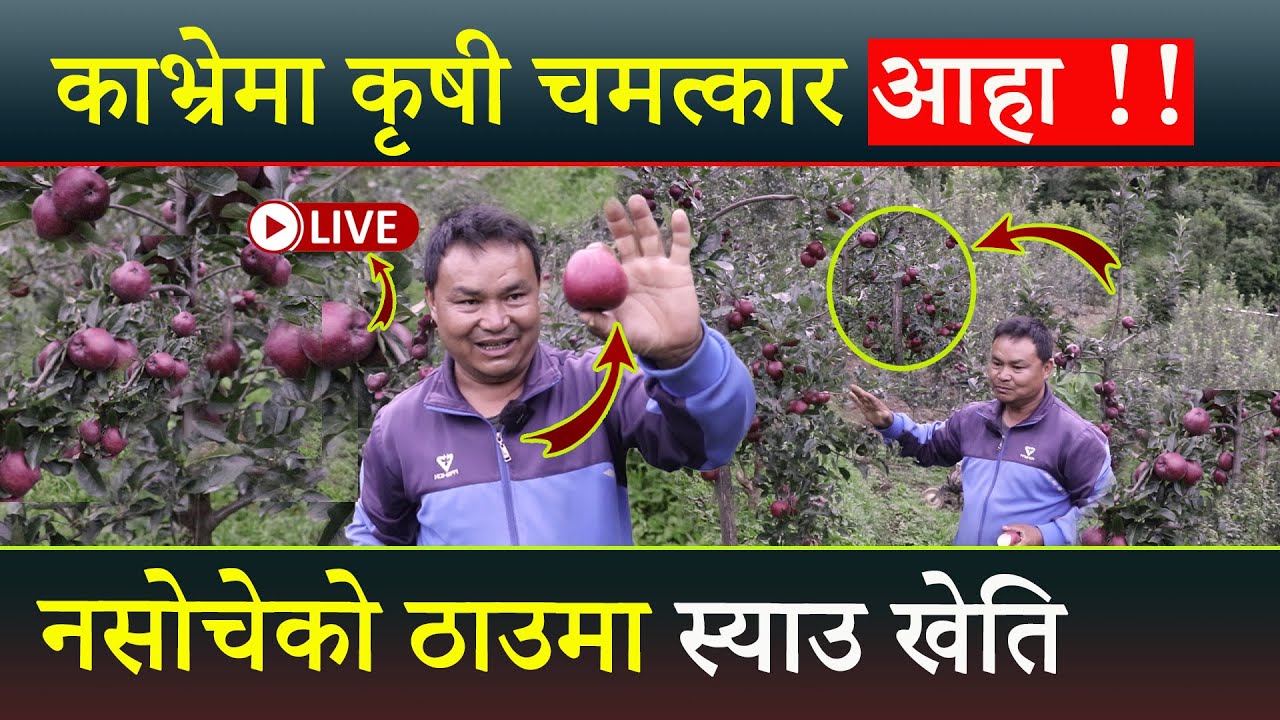 आहा काभ्रेमा लोभ लाग्दो स्याउ खेति, नसोचेको ठाउमा जुम्ला को जस्तै स्याउ फल्यो हेर्नुहोस