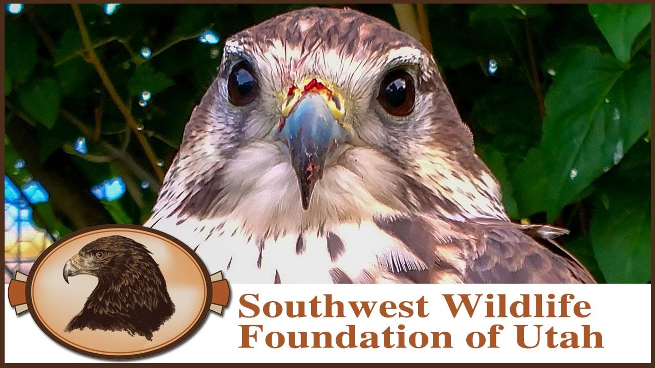 Falconry | Prairie Falcon Training Part Two