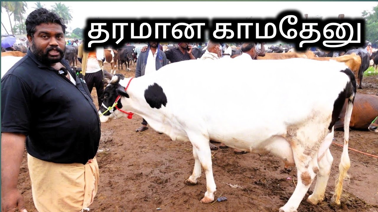 ஈரோடு கருங்கல்பாளையத்தில் வாங்கிய நல்ல தரமான வெள்ளை HF காமதேனு Erode manikandan