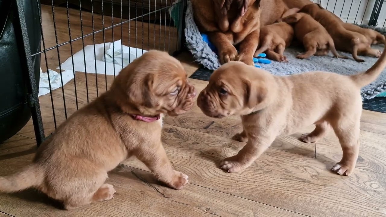 Dogue de Bordeaux Puppies Play Fight, adorable, cute 😍
