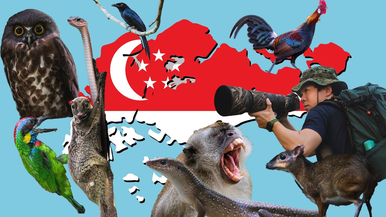 The Complete Guide to WILDLIFE PHOTOGRAPHY in SINGAPORE