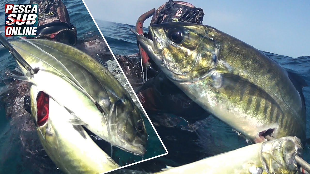 PESCASUB : Sardegna pesca apnea in 2 metri Bassofondo - Pesca subacquea LUGLIO -  Spearfishing 2020