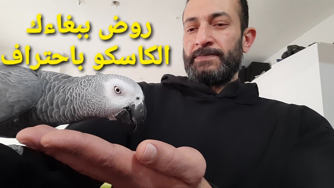 كيف تروض ببغاءك الكاسكو باحتراااف الجزء الأول(1) ترويض الكاسكو