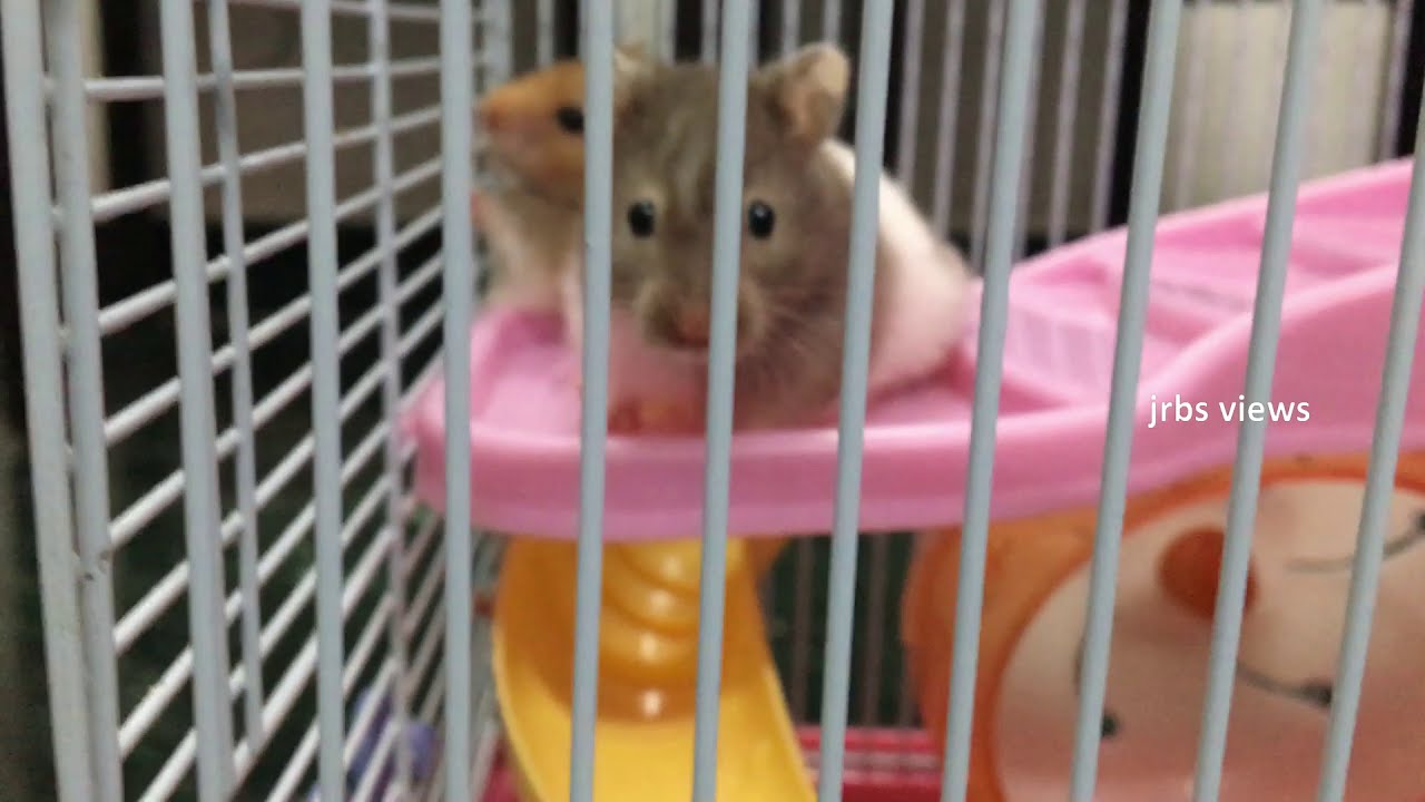 hamsters cage unboxing setup🙂🙂🙂!!! jrbs views