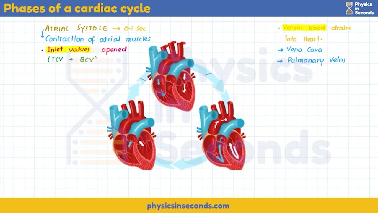 #mdcat - Biology - Phases of Cardiac Cycle
