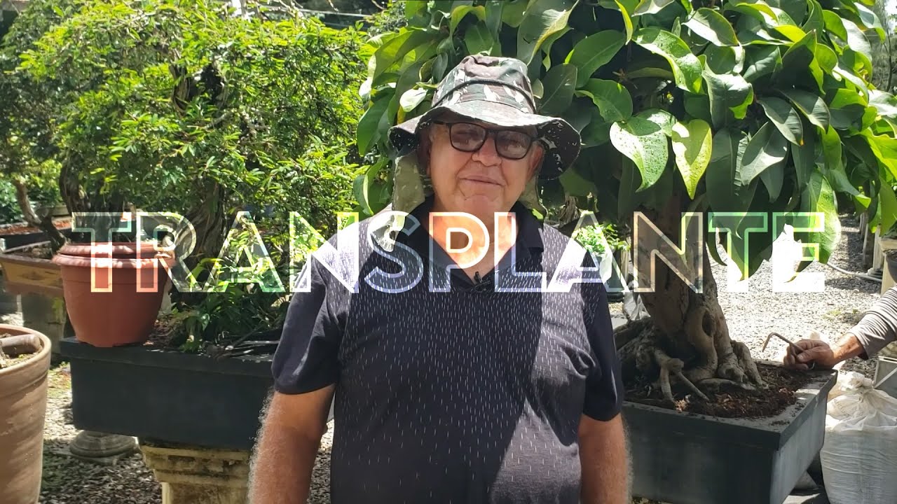 Mostrando alguns transplante de Bonsai