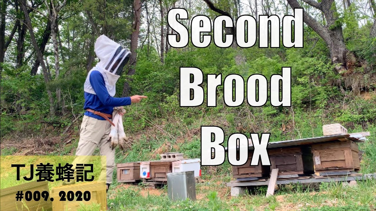 継箱あれこれ 5月（Second Brood Box）
