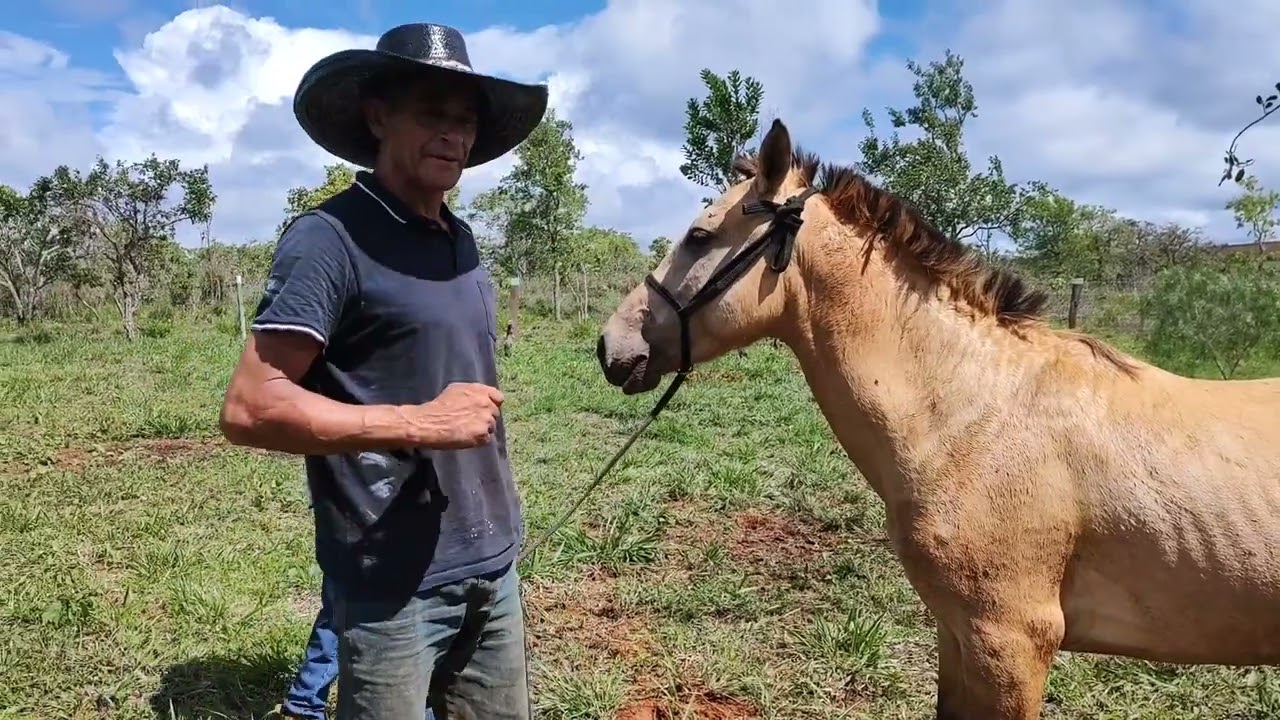COMO IDENTIFICAR SINAIS DE UM BOM CAVALO