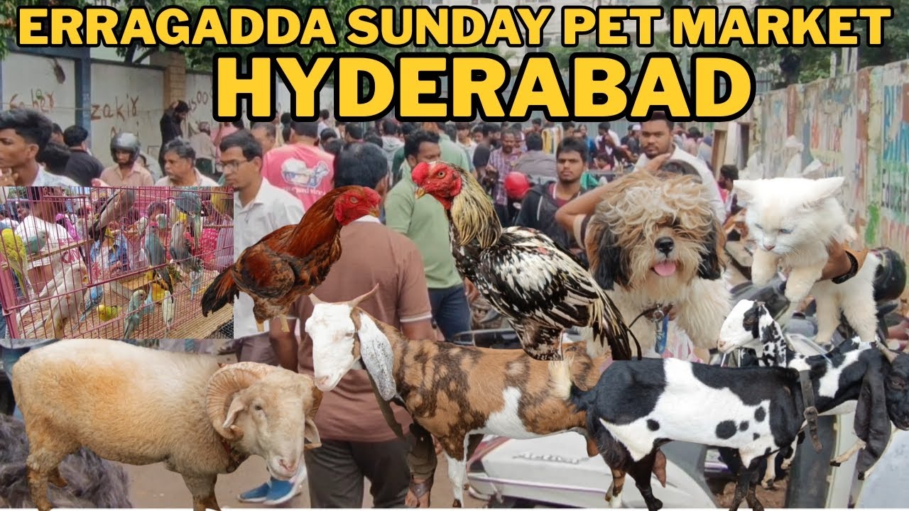 Erragadda Every Sunday Pet Market at. Hyderabad Telangana (14-9-2025) 