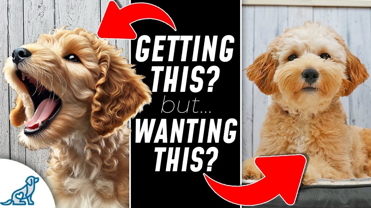 STOP Your Dog From Barking At EVERYTHING