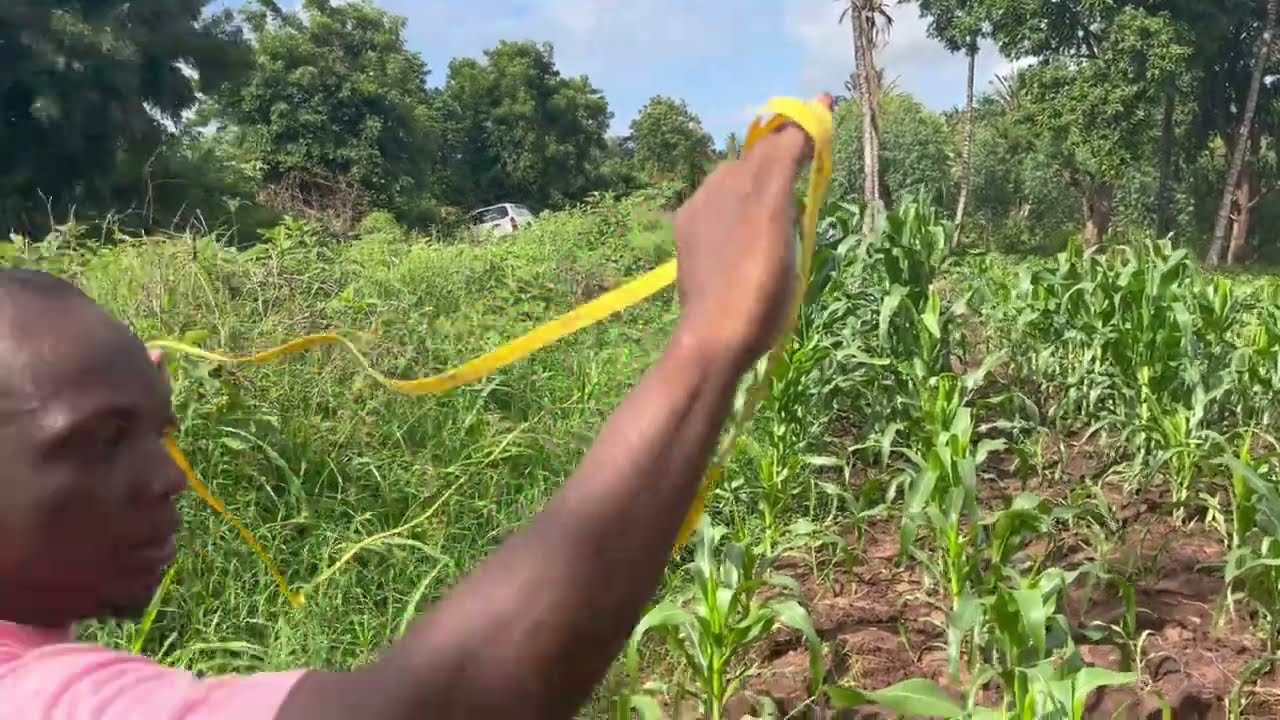 Vipingo Gongoni Land - tape measure walk around the plot. Investment Property at affordable prices