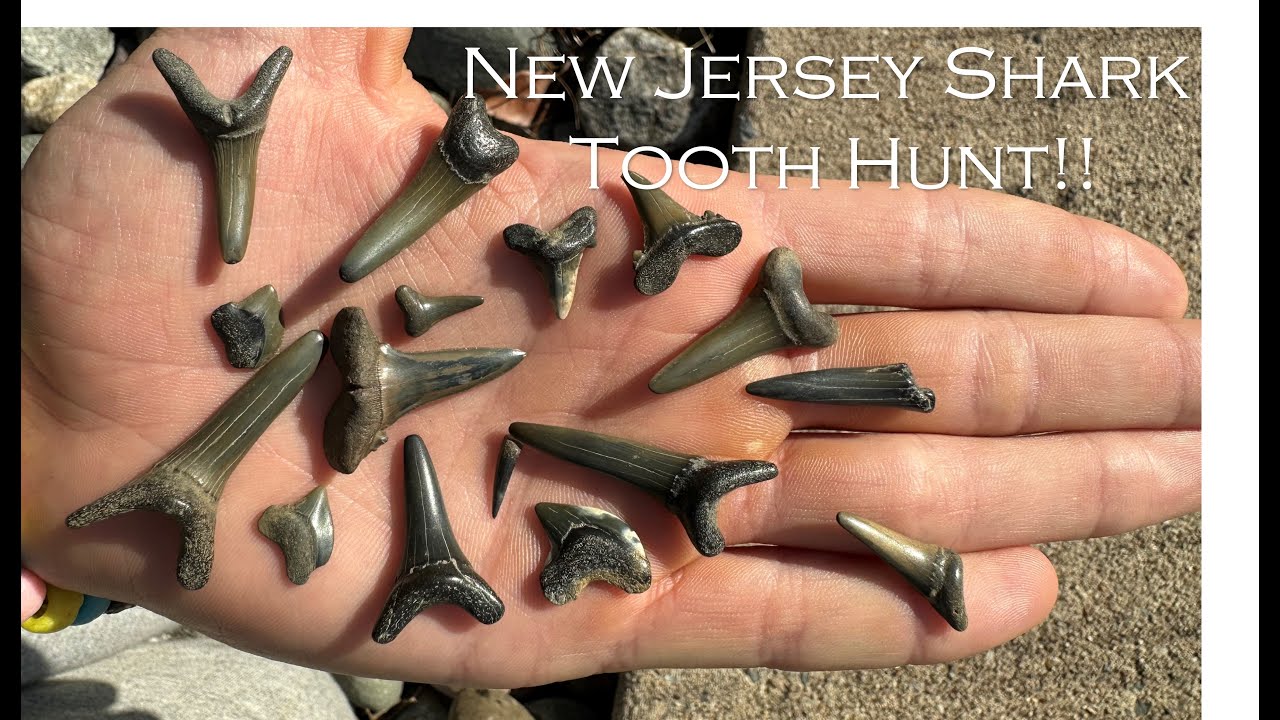 New Jersey Fossil Hunting: One of the BEST Shark Teeth I Have Ever Found!!