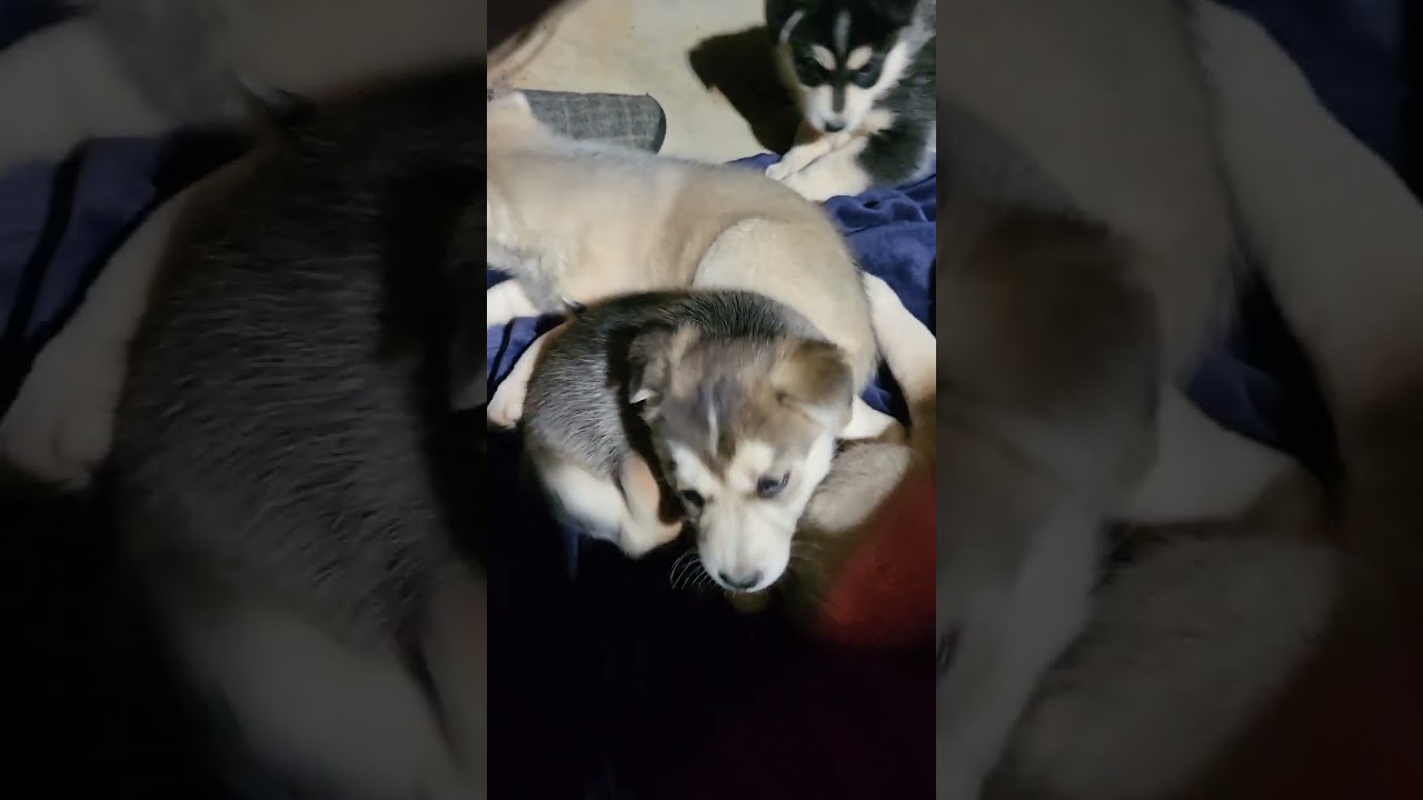 doggy huddle.  who made the sound?