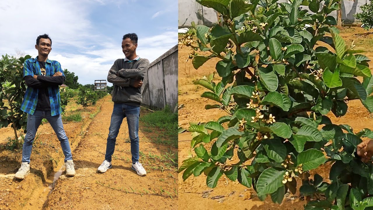 cara Pembungkusan Buah Anti Hama ‼️ Memang nya Ada ⁉️ Jambu Red Diamond