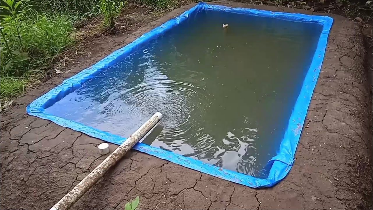 membuat kolam tanah semi terpal mini, luas kolam 2,5m x 1,2m kedalaman 60cm