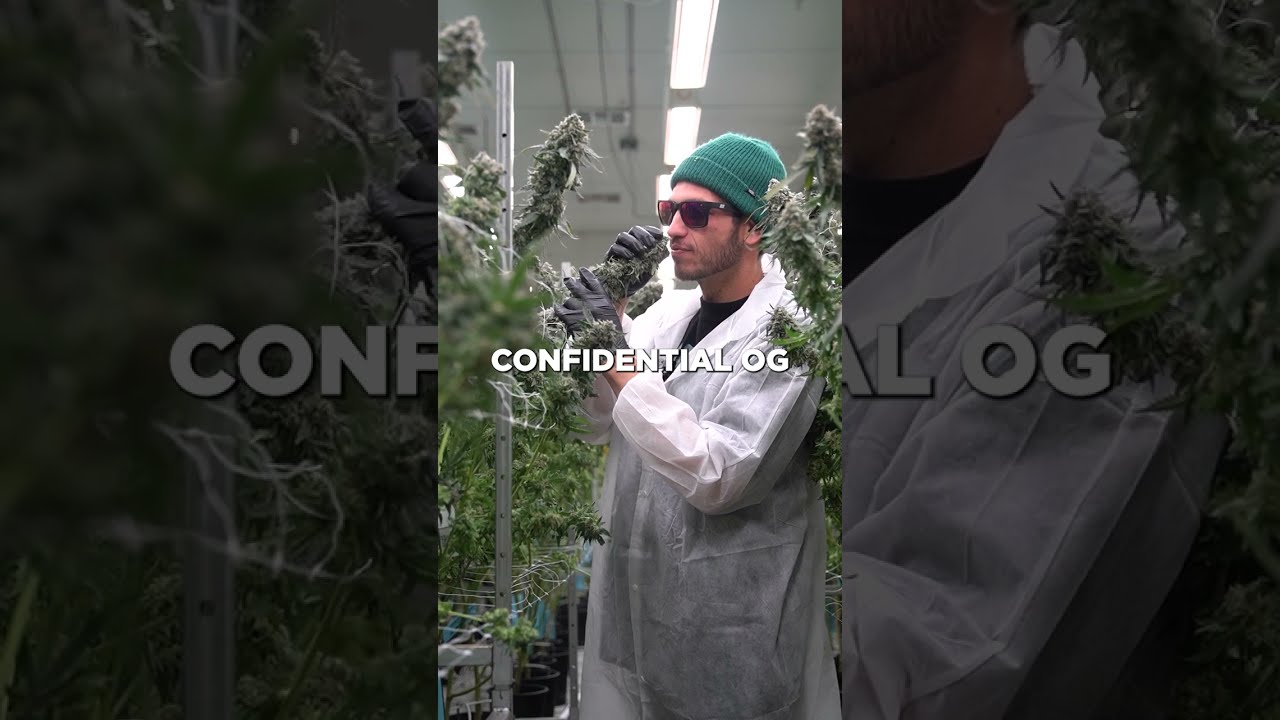 THC Design Cultivars #shorts