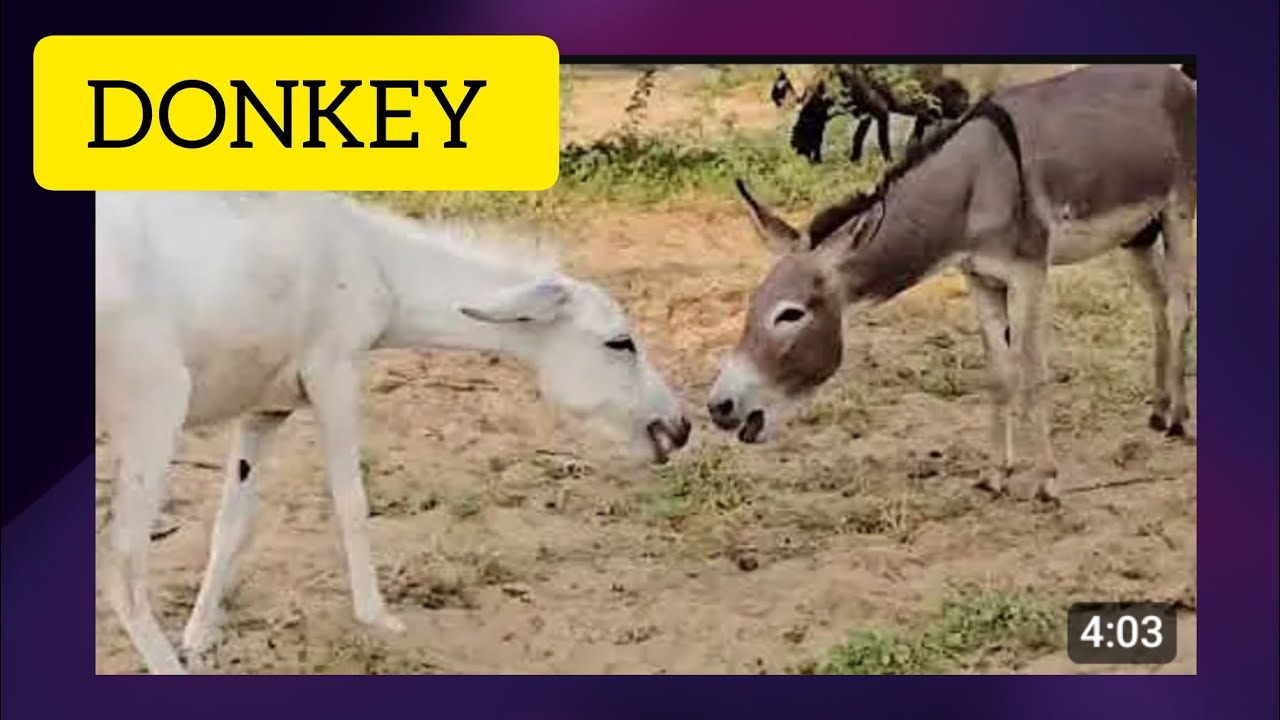 Amazing Donkey 🐴 meaning videos #animals #fuunydonkey #love#voravideos 