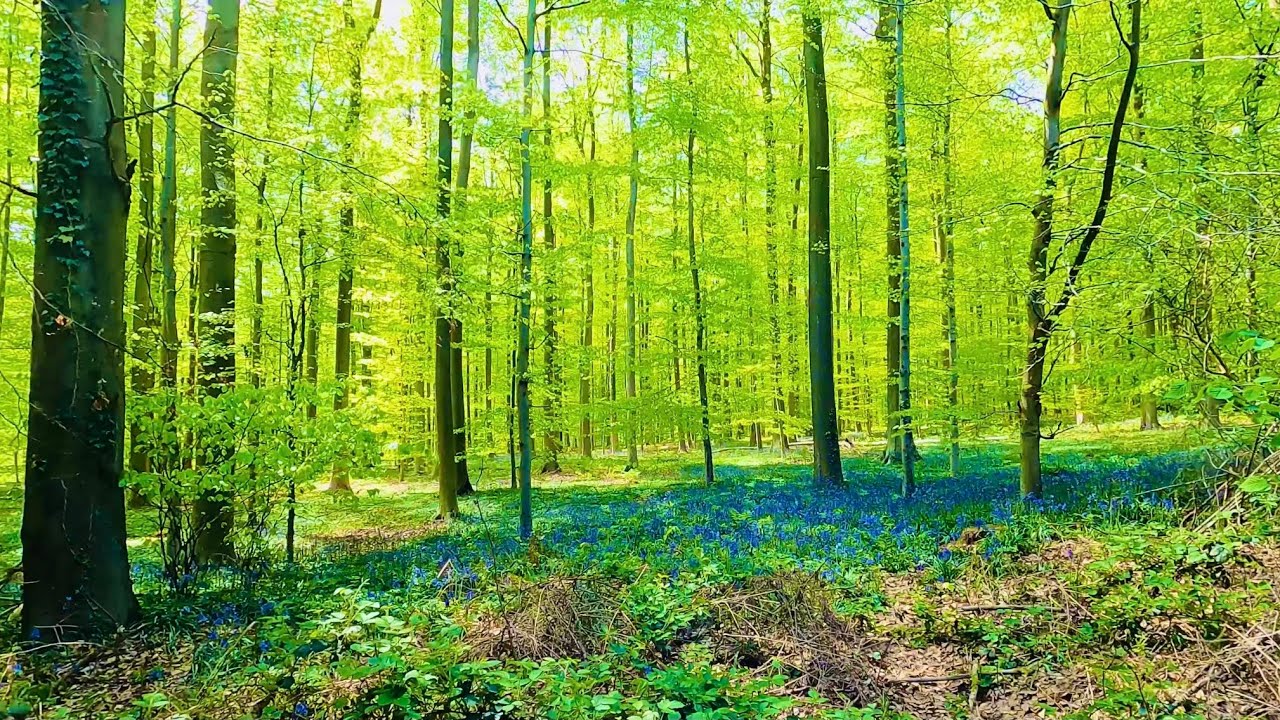 Walk Through Hallerbos Purple Forest near Brussels, Belgium in 4K