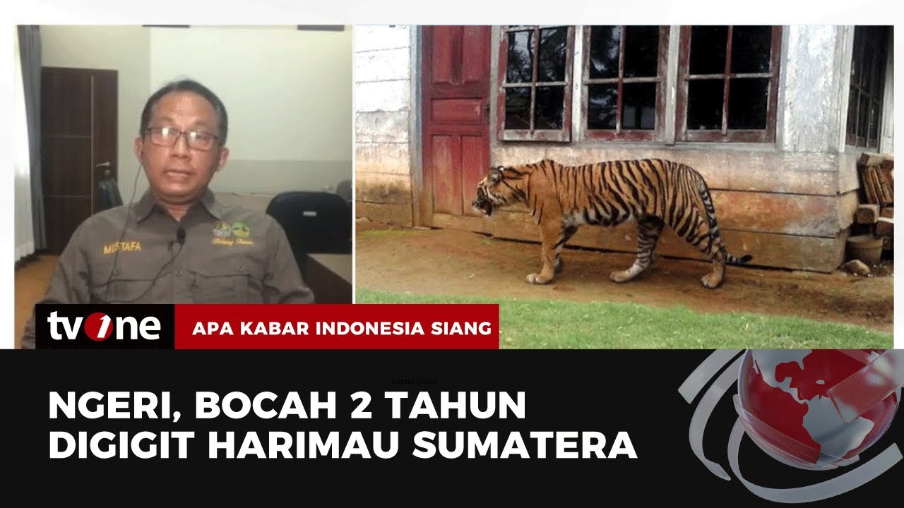 Kronologi Harimau Sumatera di Siak Gigit Kaki Balita saat Tidur | AKIS tvOne