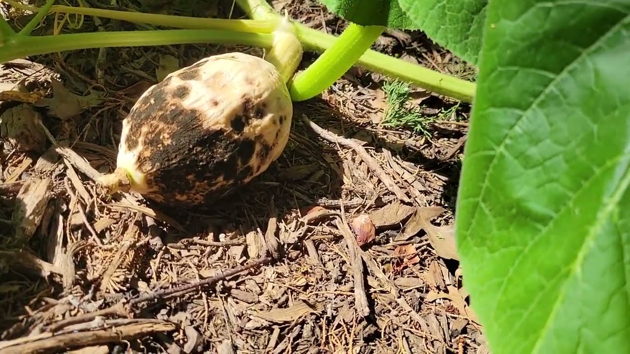 Giant Pumpkin Update 7 - July 29, 2025